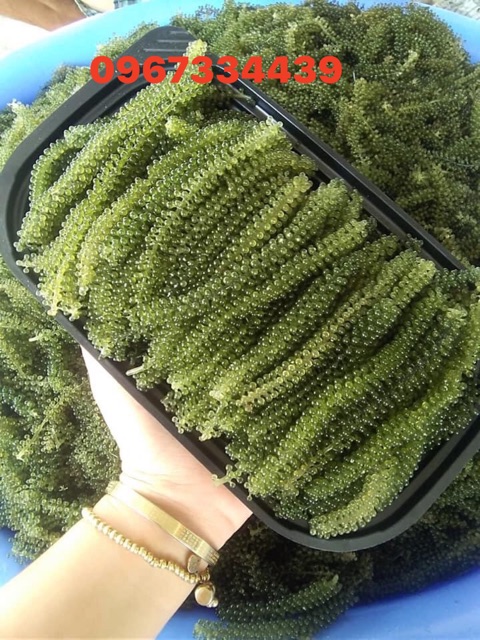 Quá rẻ RONG NHO TƯƠI 90k