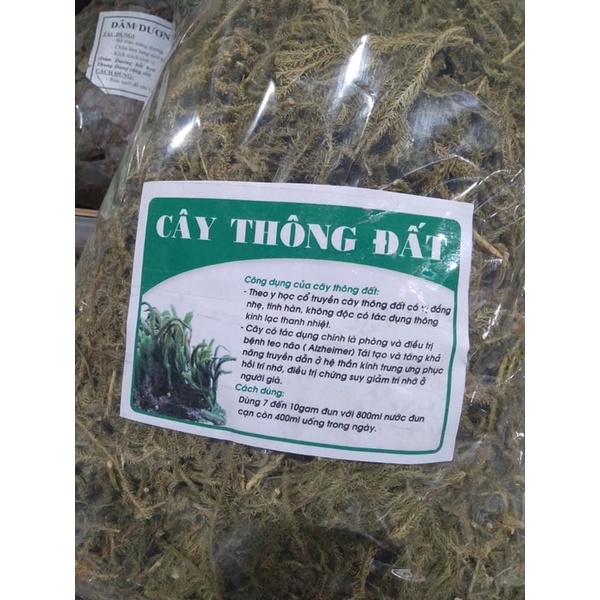 Cây thông đất 1 kg tốt cho não bộ HÀNG LÁ XANH LOẠI 1