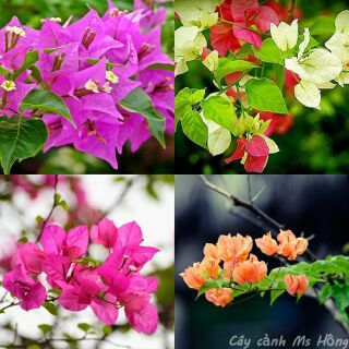 Hoa giấy màu cam