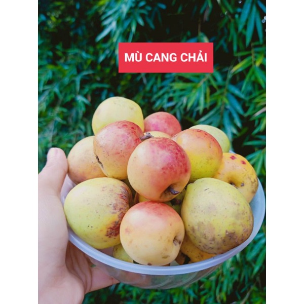 Táo mèo tươi Yên Bái, táo mèo ăn ngọt, giòn, ngon túi 1kg