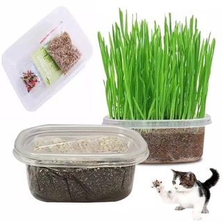 Hạt giống cỏ mèo và bộ Hạt + Đất trồng