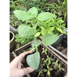 Cây tần dày lá (húng chanh)