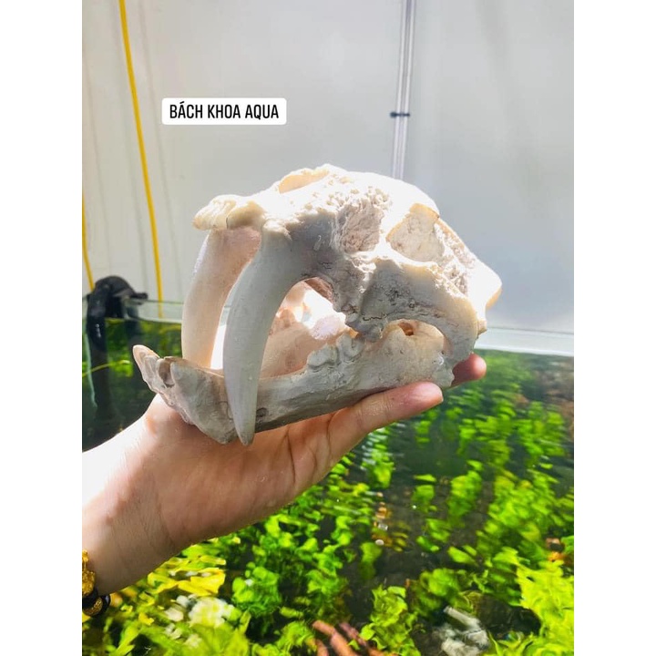 Tượng đầu Hổ 2 nanh đủ size trang trí bể cá