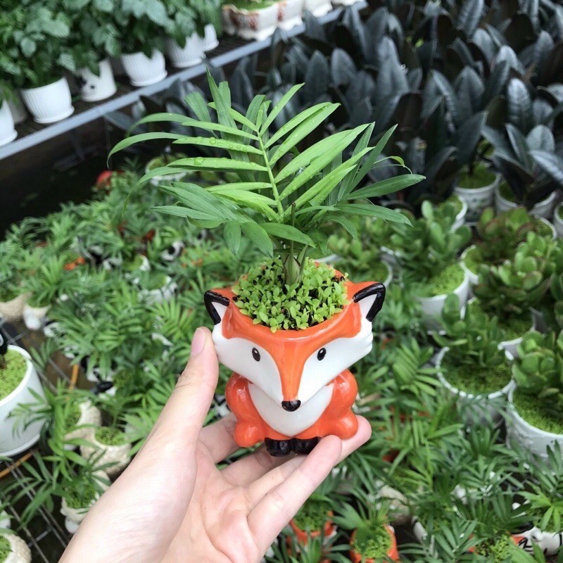 chậu sứ trồng cây hình thú mini