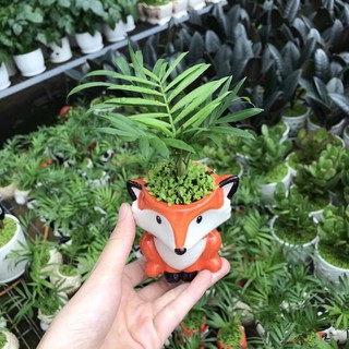 chậu sứ trồng cây hình thú mini