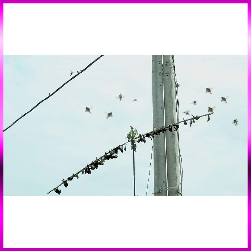 🐬 combo 5 Hũ Keo Bẫy Chim Sẻ_ Siêu Dính 🐬