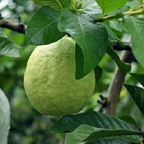 CÂY GIỐNG ỔI LÊ LÙN TRỒNG CHẬU TRÁI SỚM