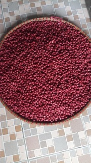 Lạc đỏ
