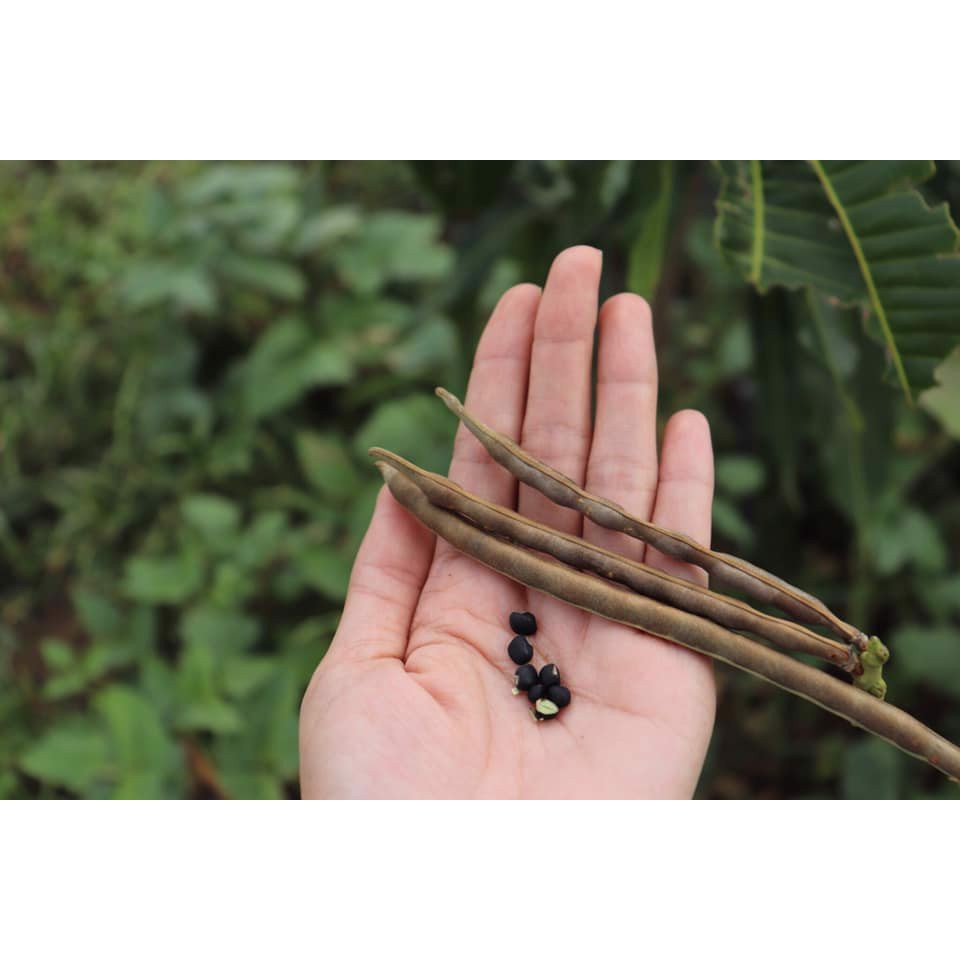 MỘC THANH TRÀ- TRÀ ĐẬU ĐEN XANH LÒNG RANG MỘC &amp; CỎ NGỌT &amp; HÀ THỦ Ô