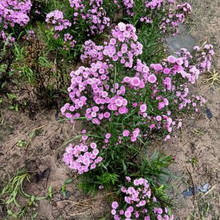 30 cây hoa thạch thảo