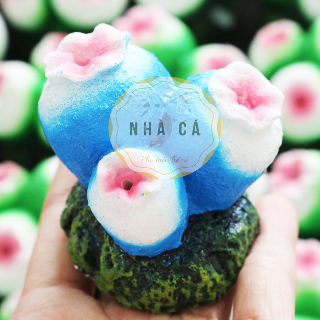 SỦI OXY HÌNH DÁNG BONG BÓNG SAN HÔ