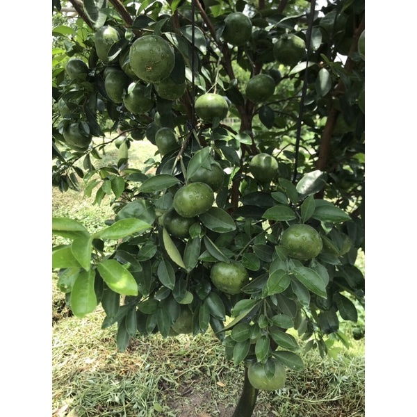 Phân Bón NPK 15-30-15+ TE  - Nhập Khẩu Châu Âu