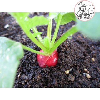 HẠT CỦ CẢI ĐỎ DÀI - GÓI 5 GRAM
