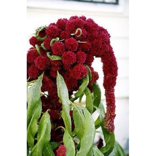 [HG Mỹ] Hạt giống Mào Gà Đầu Voi (Elephant head amaranth) - 20 Hạt F1 tỷ lệ nảy mầm 90%