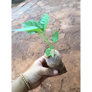 2 cây ớt xiêm giống