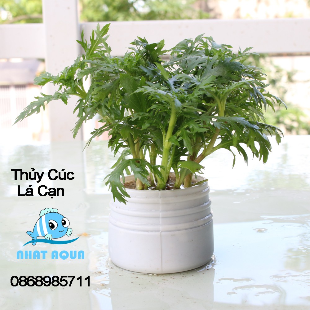 Cây thủy sinh Cây Thủy Cúc