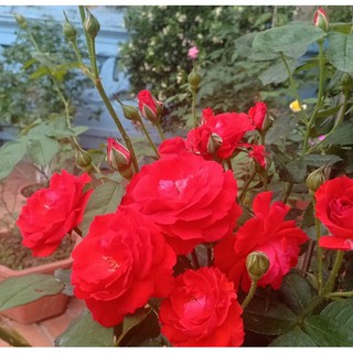 Hồng Lửa Sa Đéc (hồng bụi) size bầu nhỏ - Summer Garden