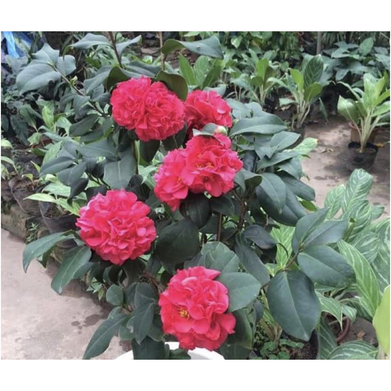 Giống trà My đỏ cung đình