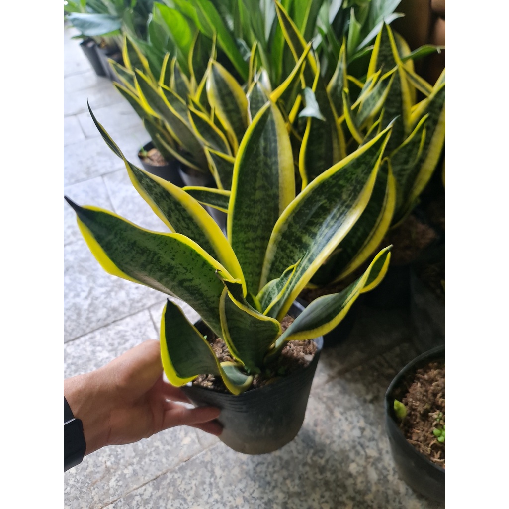 CÂY LƯỠI HỔ THÁI VIỀN VÀNG, , phong thuỷ để bàn mini GIÁ RẺ, lọc không khí, Cây Tươi Nguyên CTN0050