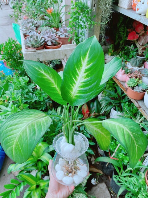 Chậu Vạn Niên Thanh Thuỷ Sinh