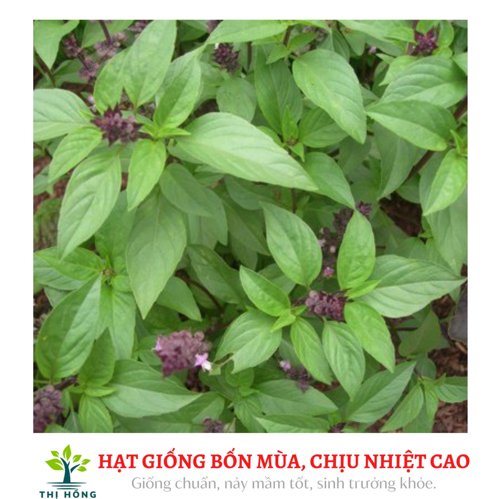 Hạt giống húng quế .