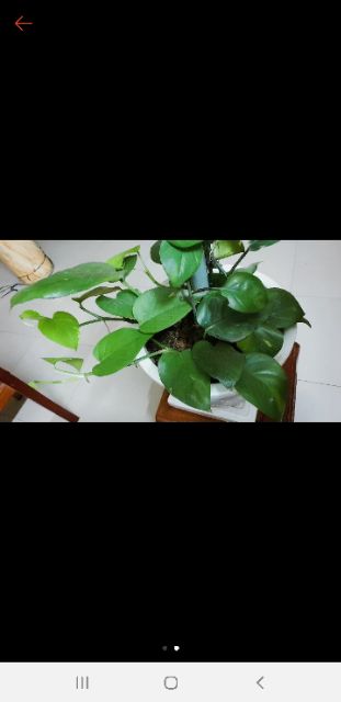 Trầu bà xanh