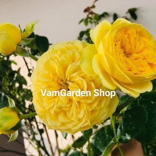 Hoa hồng ngoại Catalina VamGarden Shop. Đảm bảo chuẩn giống, sai cây, nhầm cây đền bù 100%