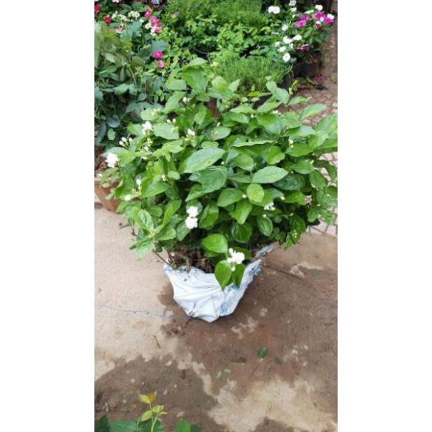 Hoa nhài khóm to sẵn hoa , cây đẹp, giống chuẩn