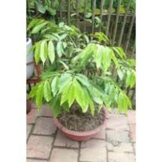 Cây Hoa dẻ giống, cấy đẹp nguyên bầu, cam kết giống chuẩn , cây đẹp, giống chuẩn