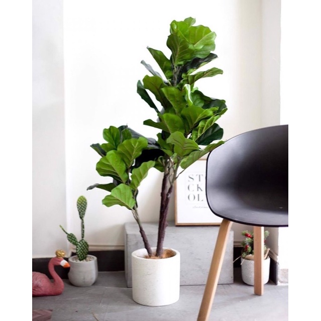 Chậu xi măng đá mài hình TRÒN 24*26cm
