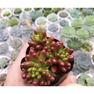 Sen đá thạch ngọc size bầu