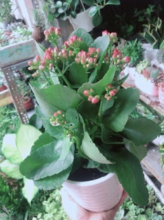 Chậu Cây Sống Đời