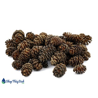 Trái thông Alder Cones tăng sức đề kháng cho tép cảnh