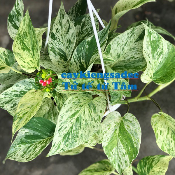 caykiengsadec - cây trầu bà sữa + tặng  phân bón-hoa kiểng lá-trang trí nội thất cảnh quan sân vườn ngoài trời