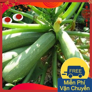 Combo 3 Gói Hạt Giống Bí Ngòi Xanh ( Zucchini )