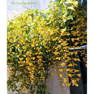 Hoa Lan Hoàng Dương