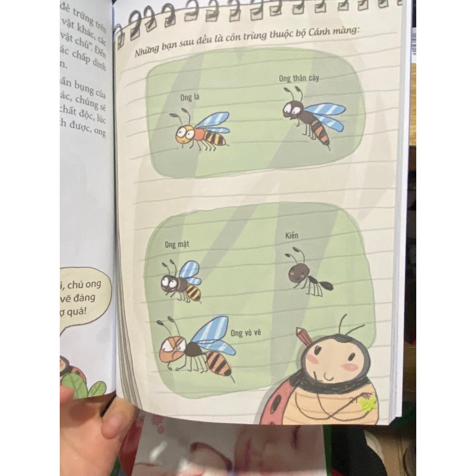 Sách - Khoa học thú vị : Cuộc phiêu lưu của bọ rùa : Các loài côn trùng đa dạng ( Minh Long )