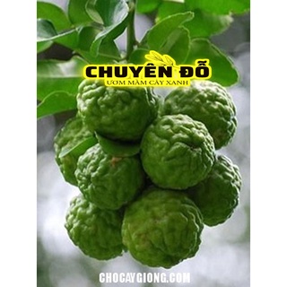 10 Cây chúc, trúc, chanh Thái, chanh lá số 8. 20cm