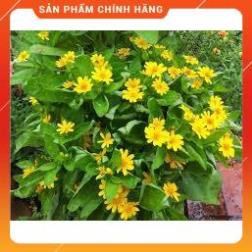 HẠT GIỐNG CÚC MẶT TRỜI GÓI 50 HẠT