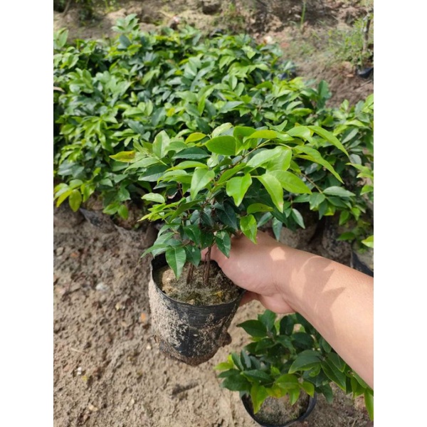 Nho thân gỗ tứ quý lá to