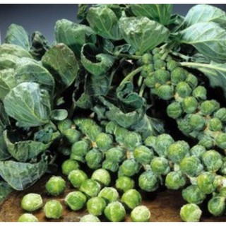 150h Hạt Giống Cải Bắp Tí Hon - Long Island II (Brassica oleracea var. gemmifera)