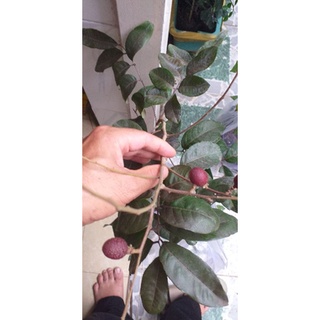 Cây Nhãn Tím ghép khỏe đẹp.