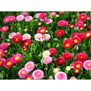 Hạt Giống Hoa Cúc Nhật PomPom Mix - HÀNG CÔNG TY