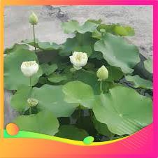 Hạt Giống Hoa Sen Trắng -  VIETGAR