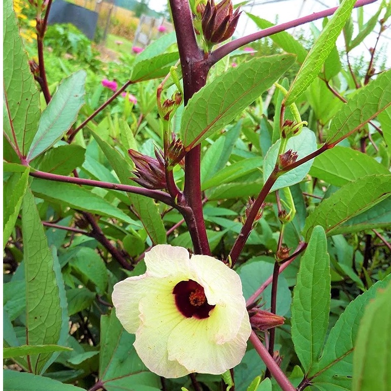 Hạt giống dâm bụt đỏ Roselle - Gói Hibiscus sabdariffa Miến Điện Chin Baung Jamaica