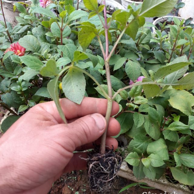 Com bo 6 cây hoa thược dược giống