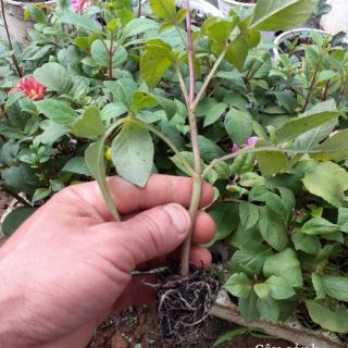 Com bo 6 cây hoa thược dược giống