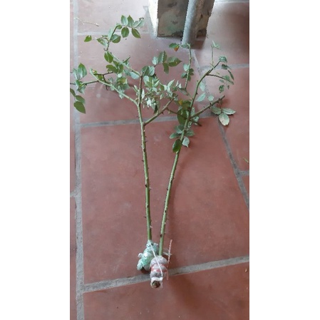 Cành chiết cổ sapa (thoát >50cm)