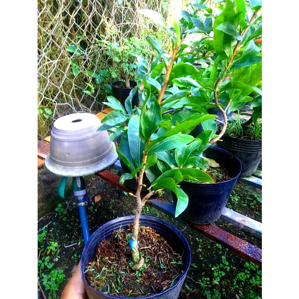 Mai Tết 2022 Bonsai Mini