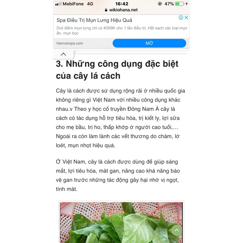 cây con cây lá cách(vọng cách) cây rau ăn lá và làm thuốc